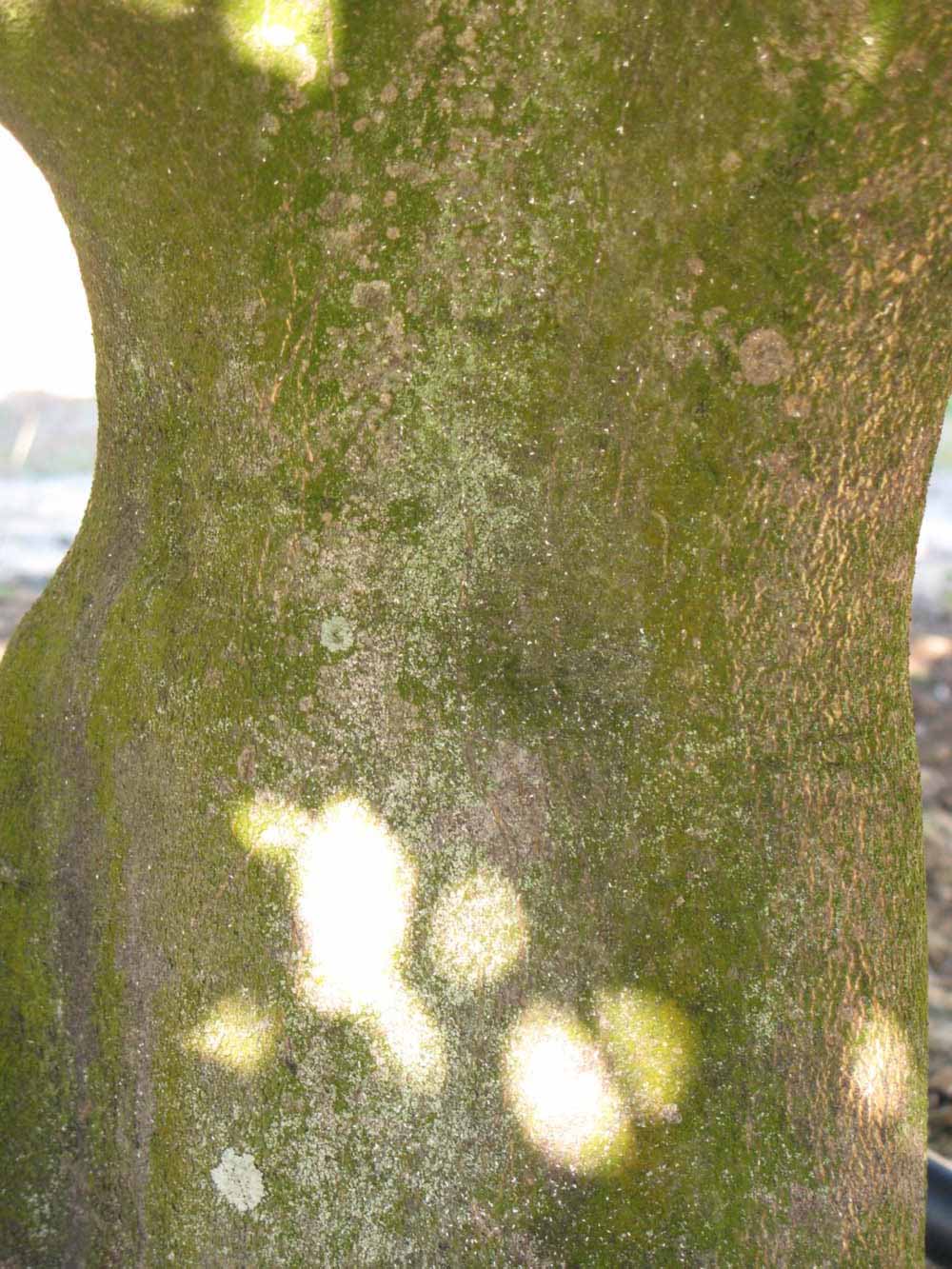              Bark (Winter Haven, FL)       